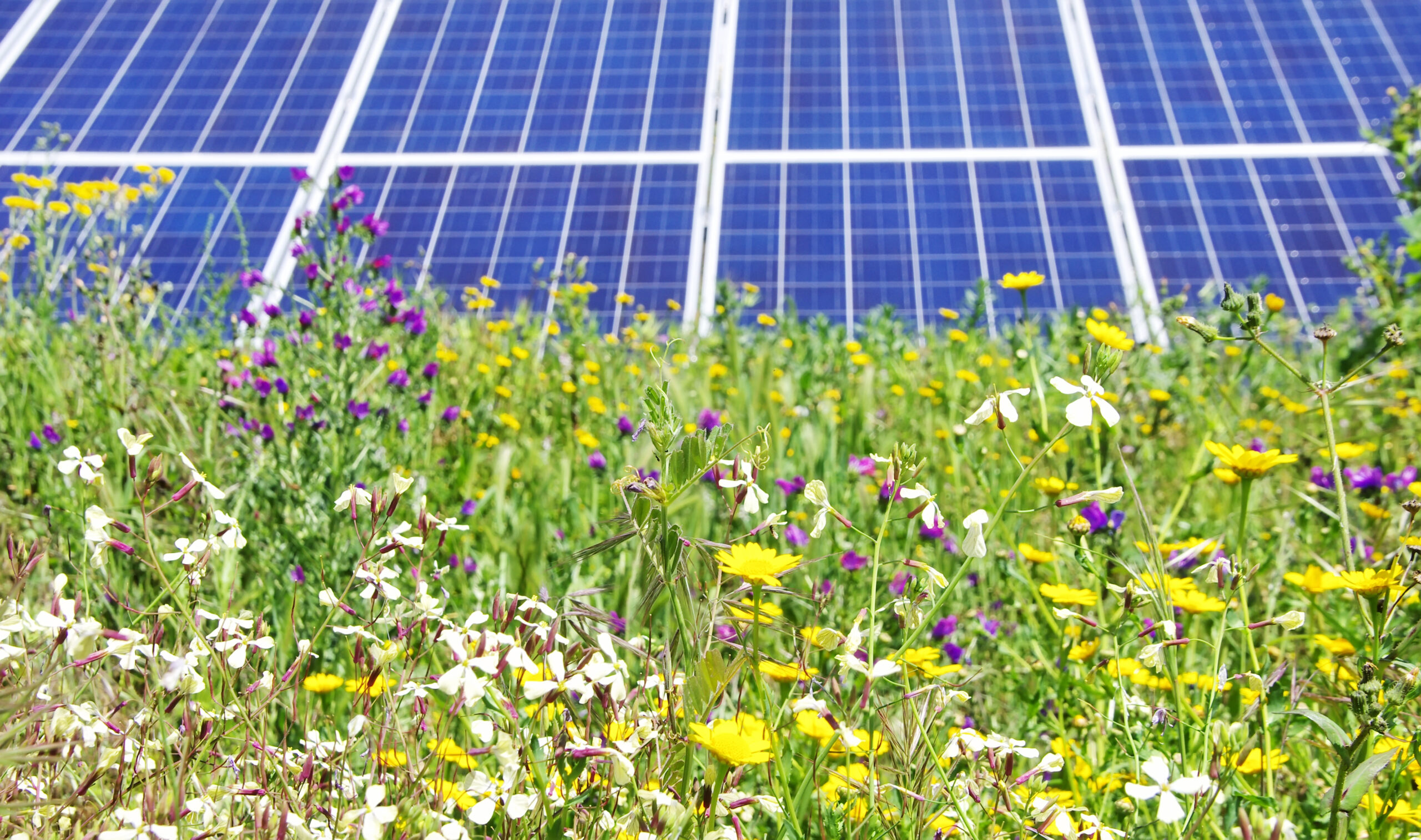 Photovoltaic panels and wild flowers