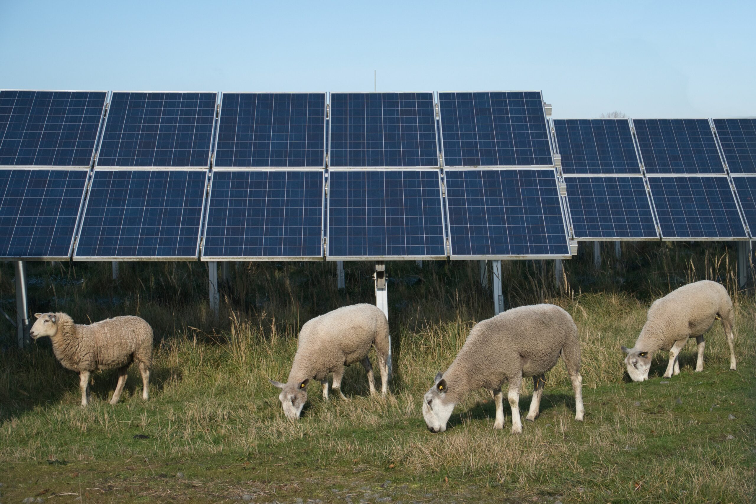 sheep grazing next to solar panels